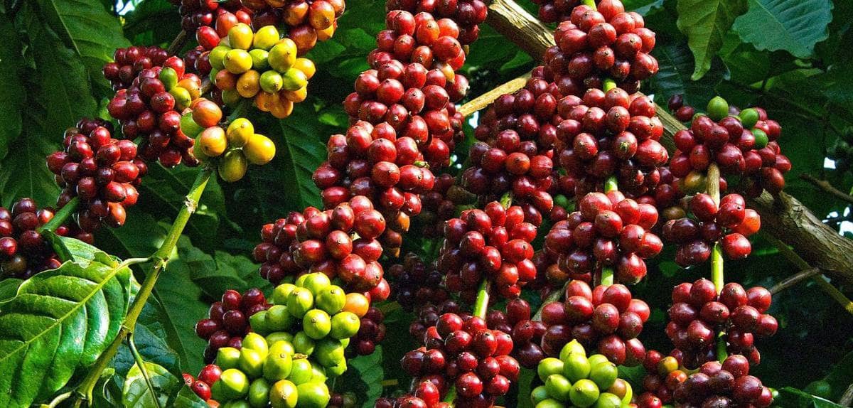 Arabica rơi xuống đáy 5 tuần – nguồn cung Brazil đang gây áp lực lên giá