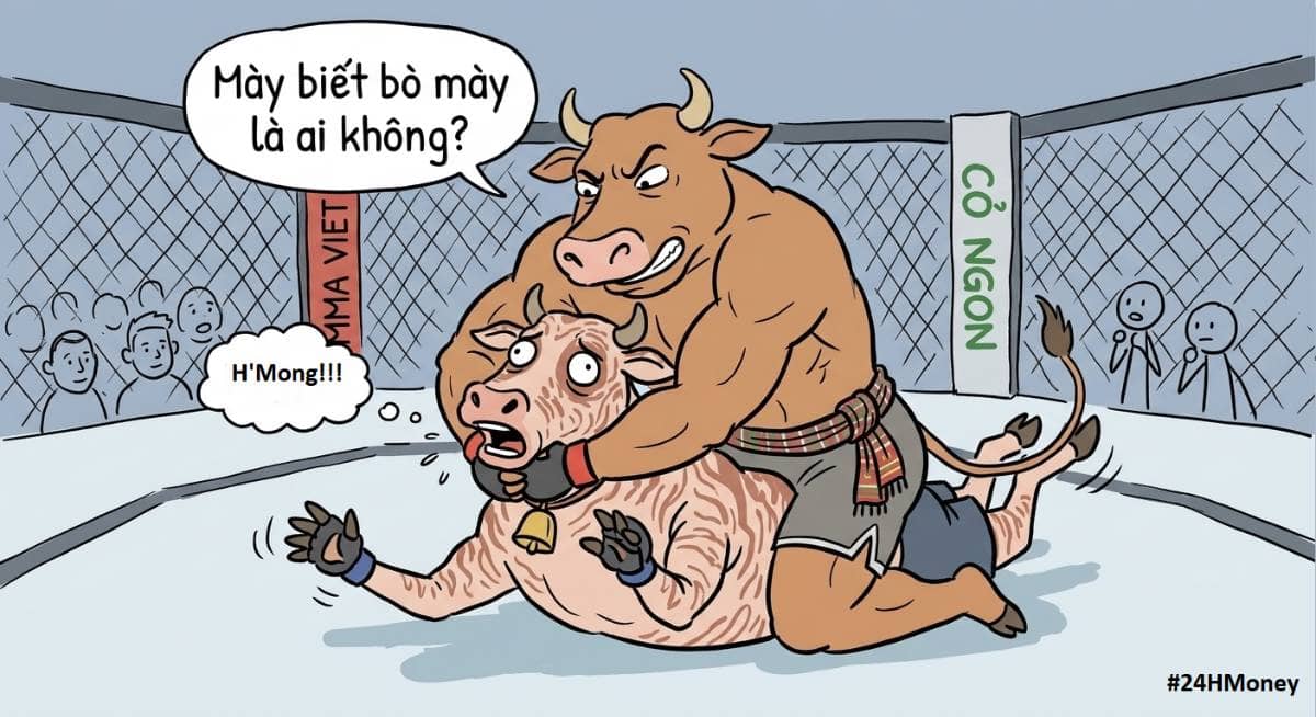 Nghe nói bò H'Mong đang muốn thượng đài với bò Wagyu