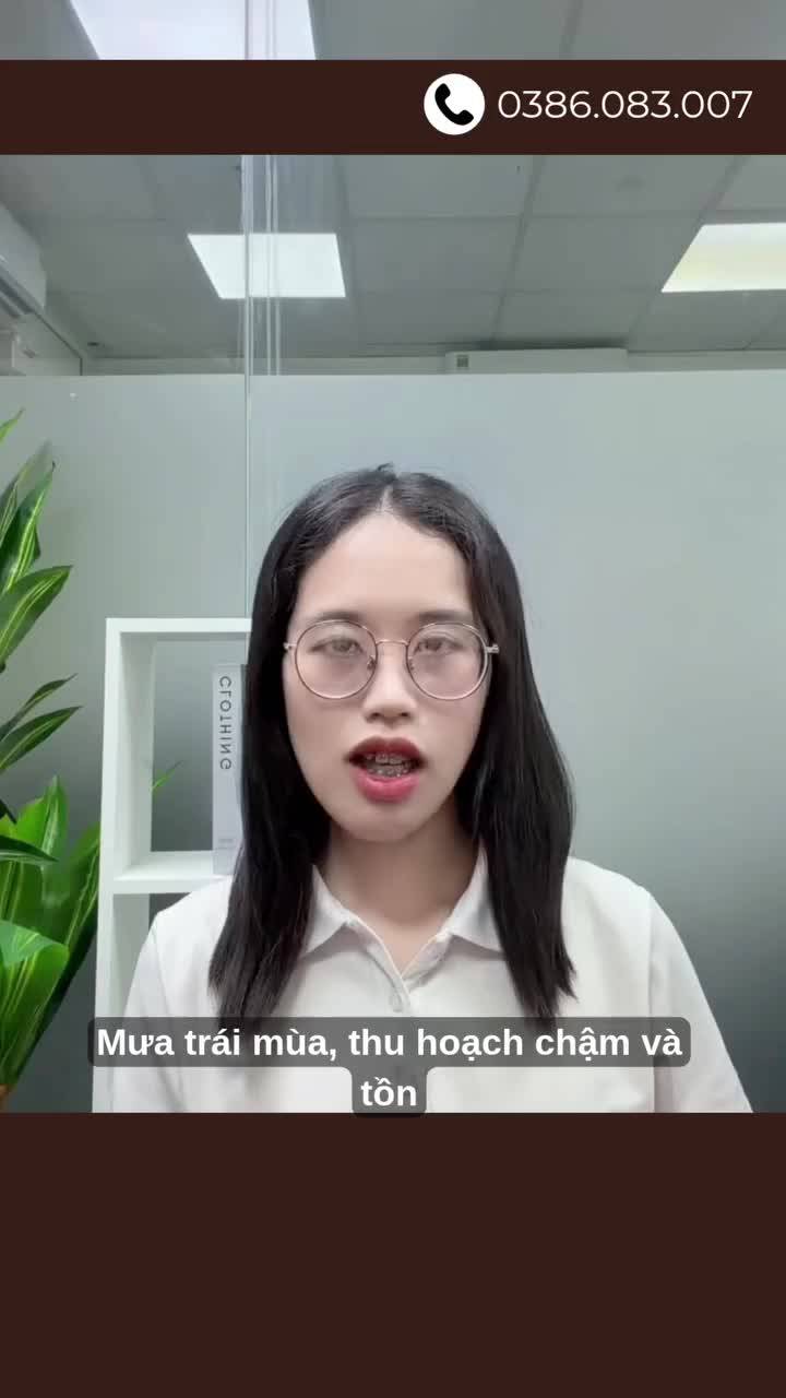 Giá cà phê phục hồi, liệu 4.000 USD có khả thi?