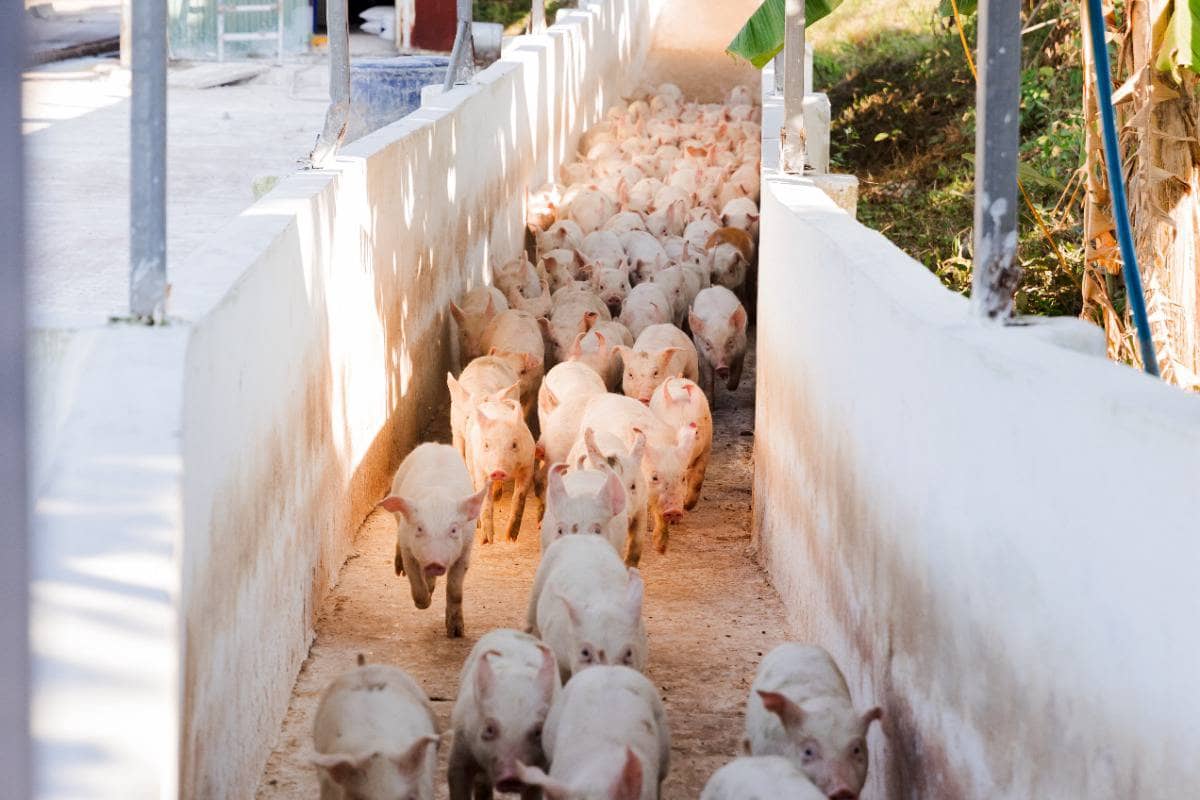 HPA – 🐷 Mảng heo: đóng góp 67% lợi nhuận. 📊 Kết quả 6T2026: mảng heo đạt doanh thu 1.312 tỷ đồng và  ...