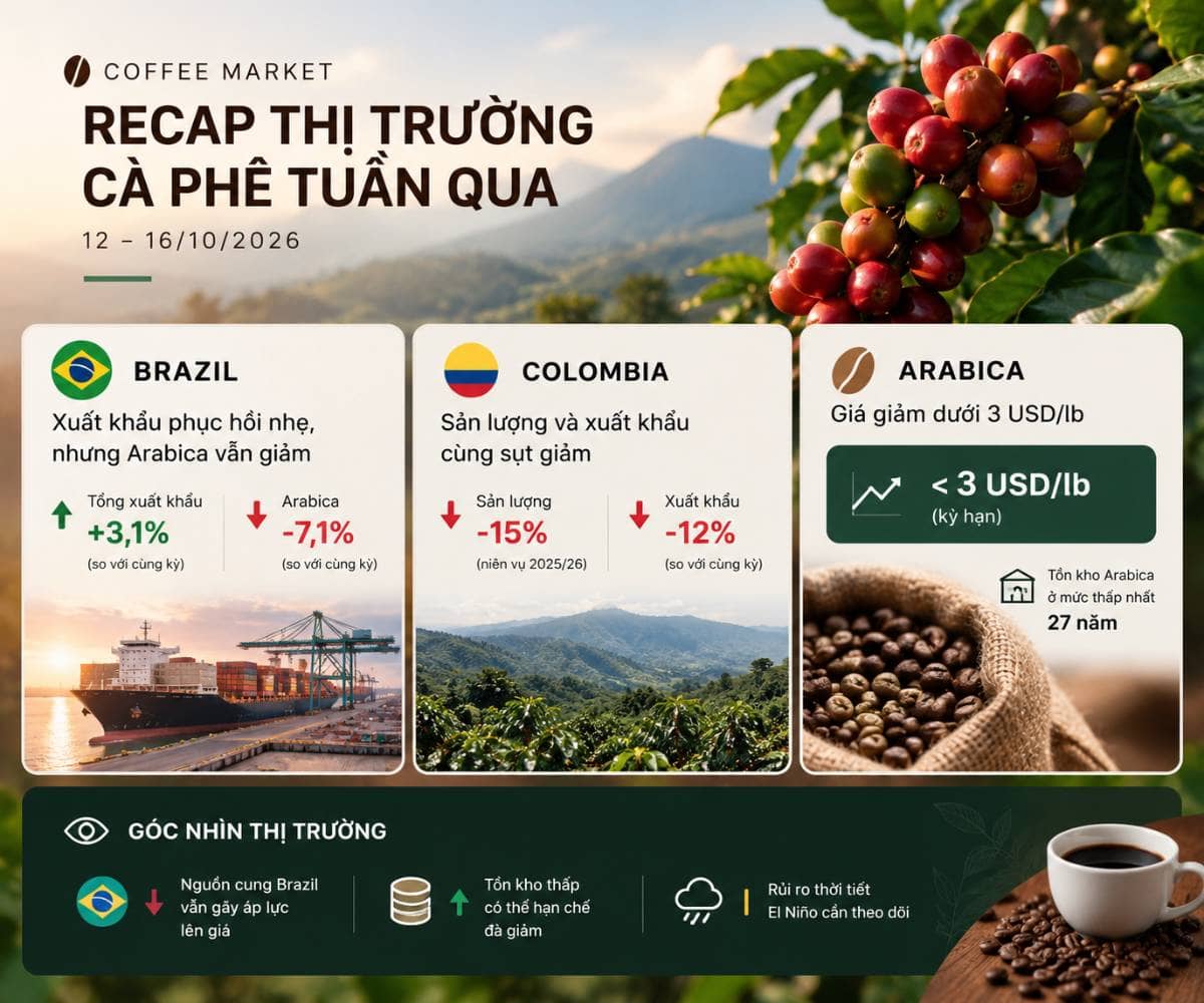 Thị trường cà phê tuần qua có gì đáng chú ý | 12–16/10/2026. Thị trường cà phê tiếp tục chịu sức ép  ...